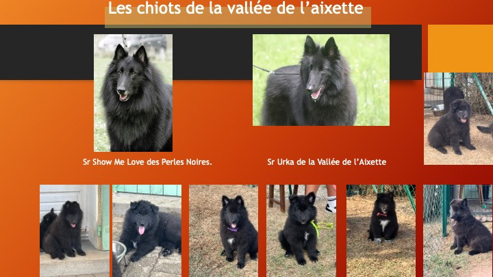 Les chiots de la Vallee de l'aixette