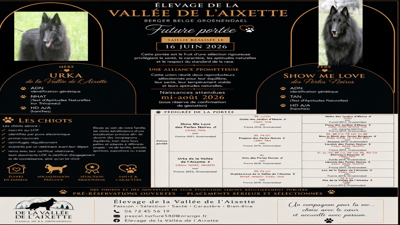 De La Vallee De L'aixette - Chiots disponibles - Berger Belge