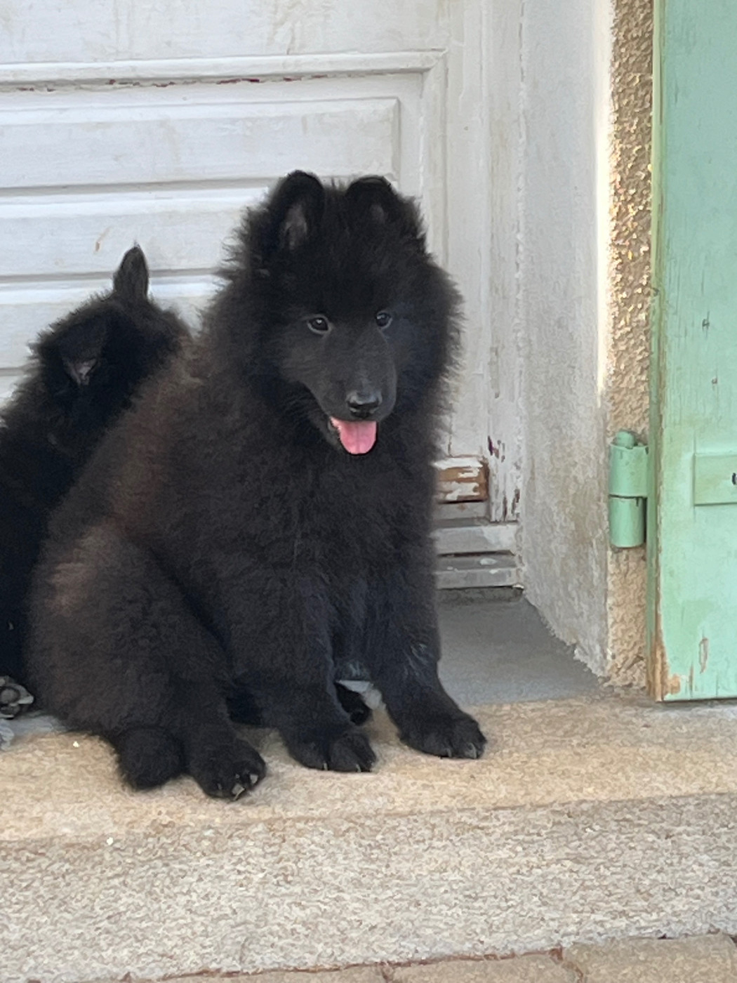 De La Vallee De L'aixette - Chiots disponibles - Berger Belge