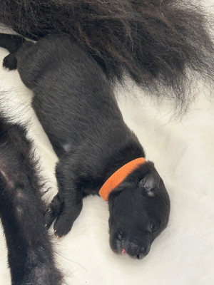 CHIOT 1