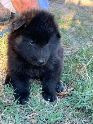 CHIOT 7