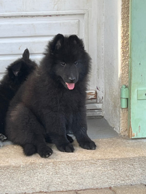 CHIOT 4
