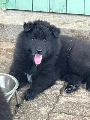 CHIOT 6