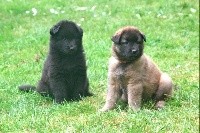 0'Nymeria Bella 