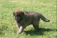 Owen 