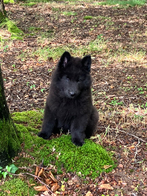 Ulko